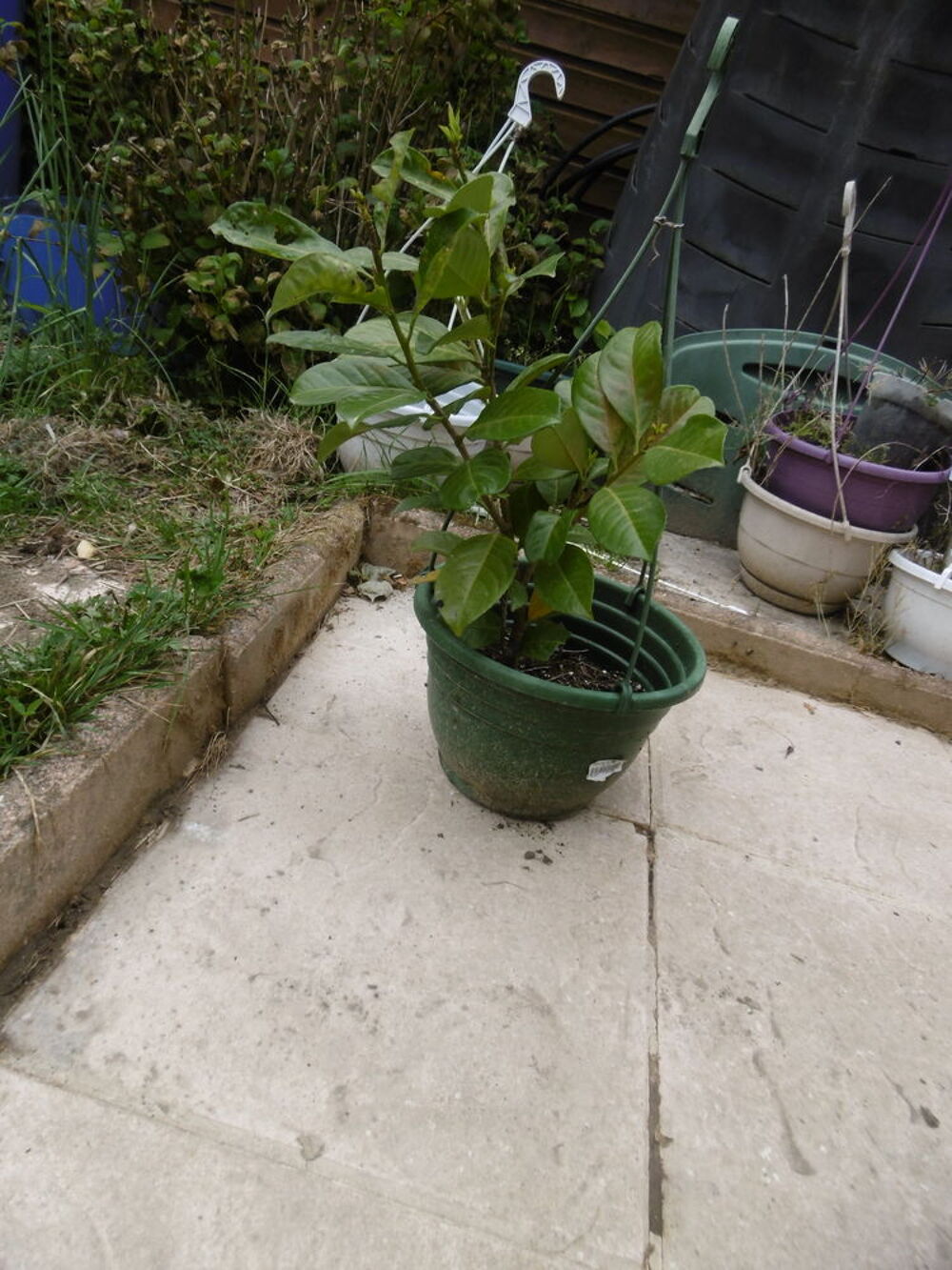 pied de Laurier, 3 branches, environ 55 cm Jardin