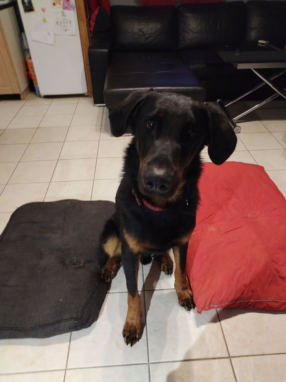   Mâle beauceron  