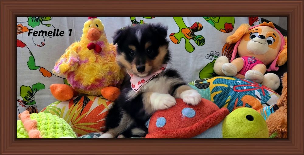   Chiots BERGER des SHETLANDS (femelles) 