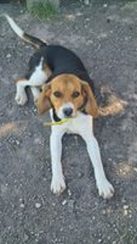   AYA femelle type beagle 8 mois 