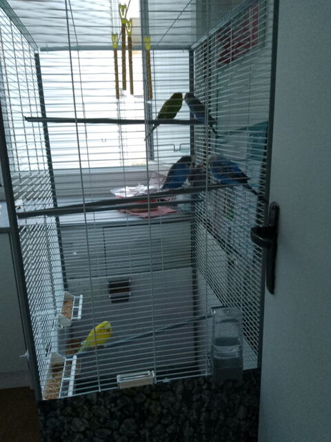 vomi&eacute;re pour oiseaux 0 60150 Thourotte