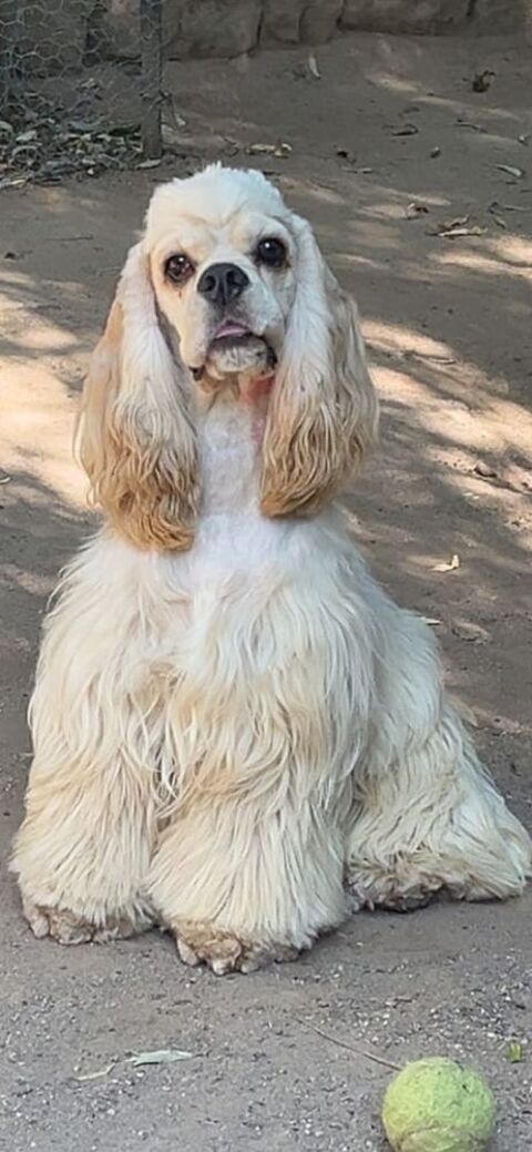 Cocker americain 500 88240 Bains-les-bains