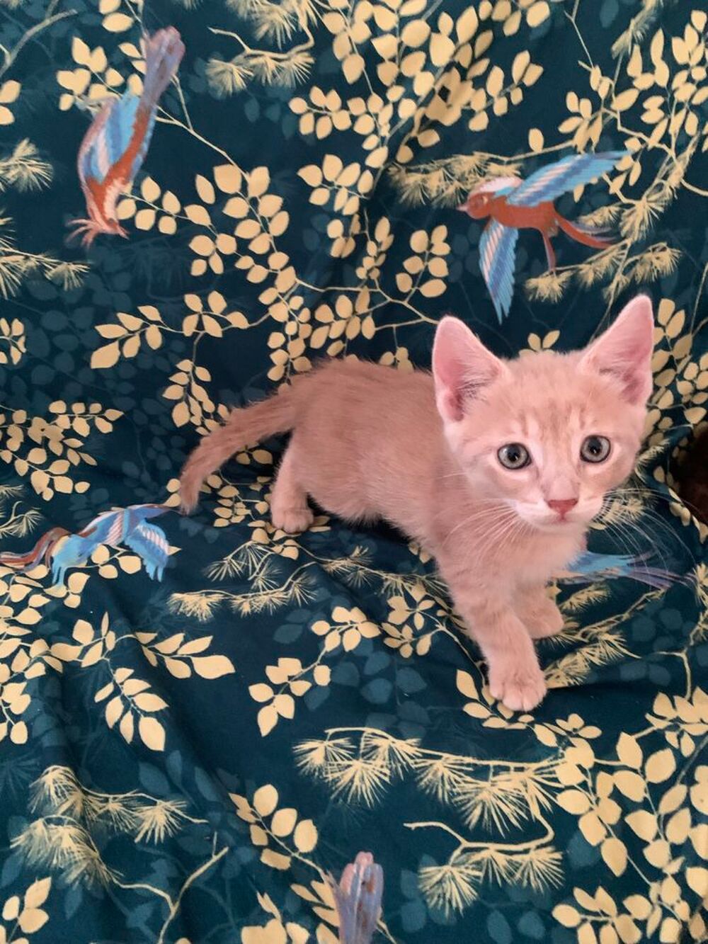   chaton 