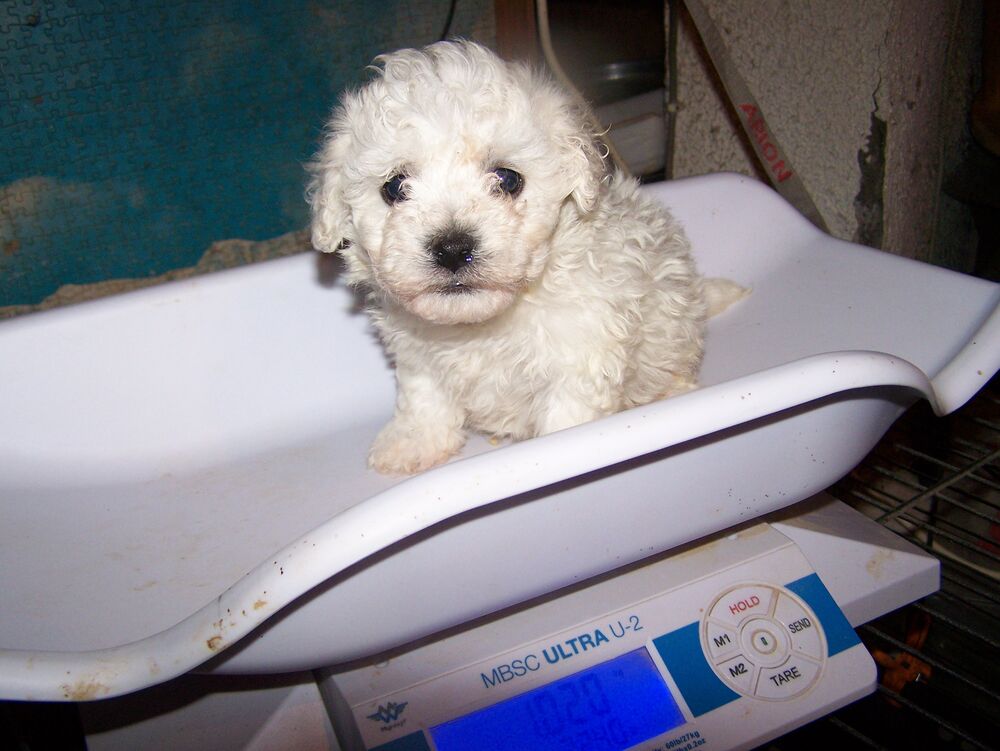   A RESERVER CHIOT FEMELLE BICHON FRISE  