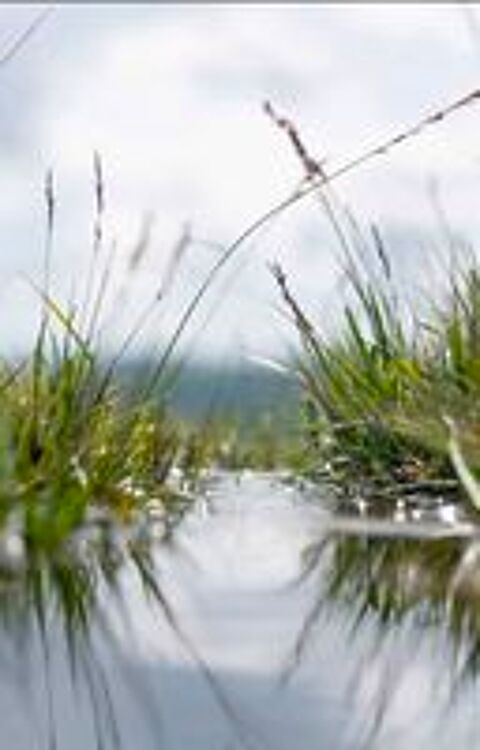   Sourcier recherche d'eau 