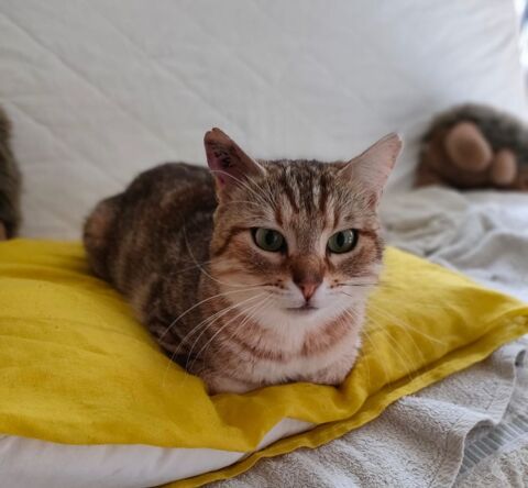Baka adorable chat 1 an cherche sauveur pour adoption 120 11000 Carcassonne