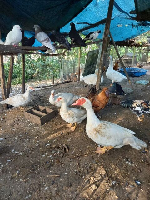 canards de barbarie 15 33550 Paillet