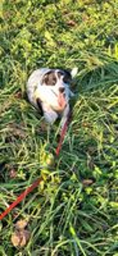   Domino � l'adoption  