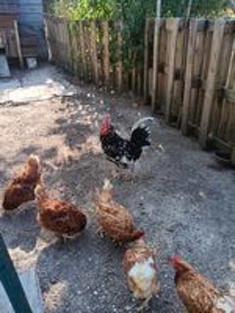   Coq gournay  