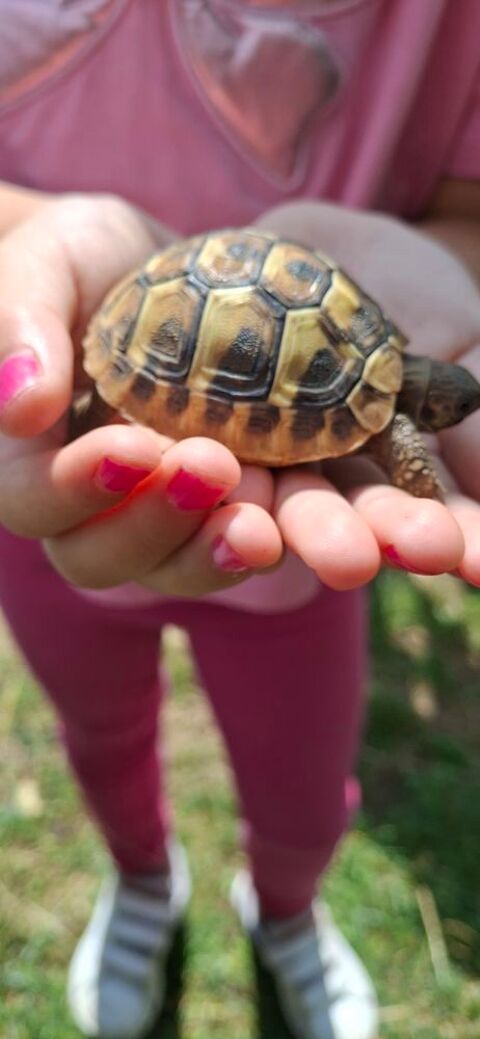 Tortue de terre 110 91800 Brunoy