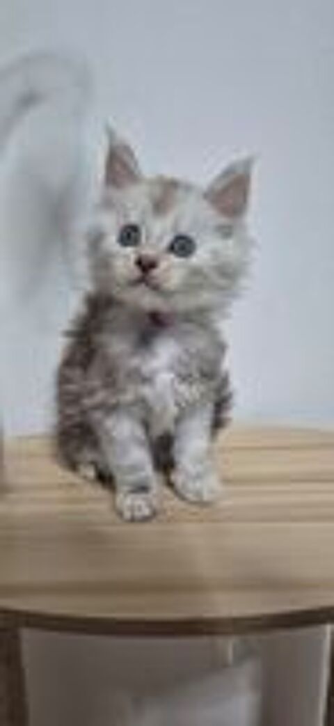   2 mâles et 1 femelle maine coon disponible  
