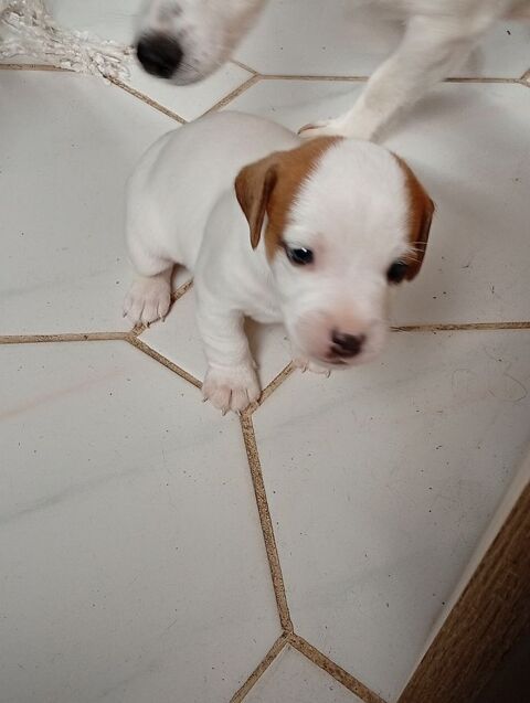 Jack russel 80200 Soycourt