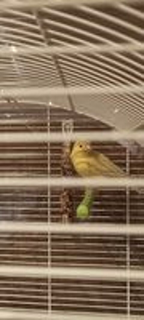   canarie + meuble 