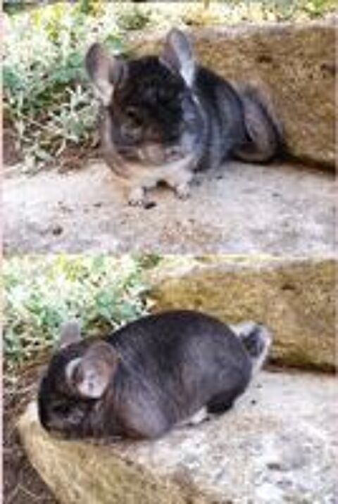   Duo Chinchilla elevage familial dispo 