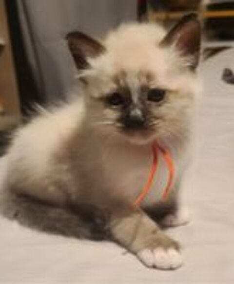   Adorables chatons Sacrés de Birmanie seal point 