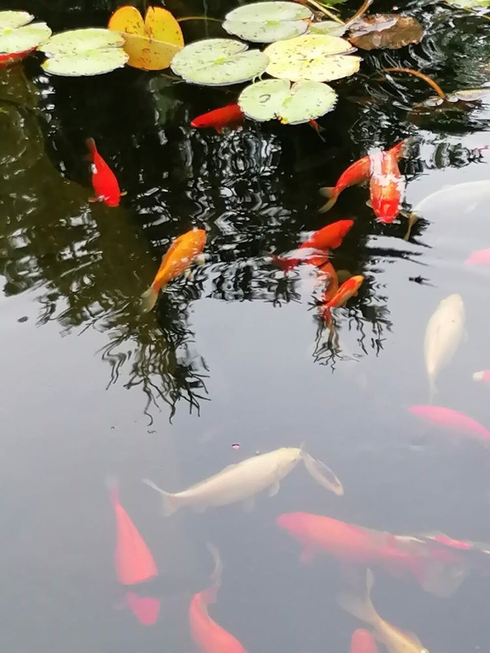   Poissons de bassin 
