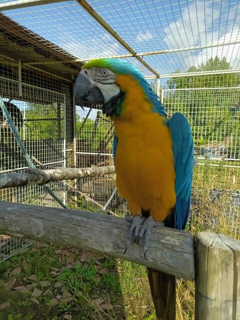 Femelle ARA ararauna 1300 32120 Saint-antonin