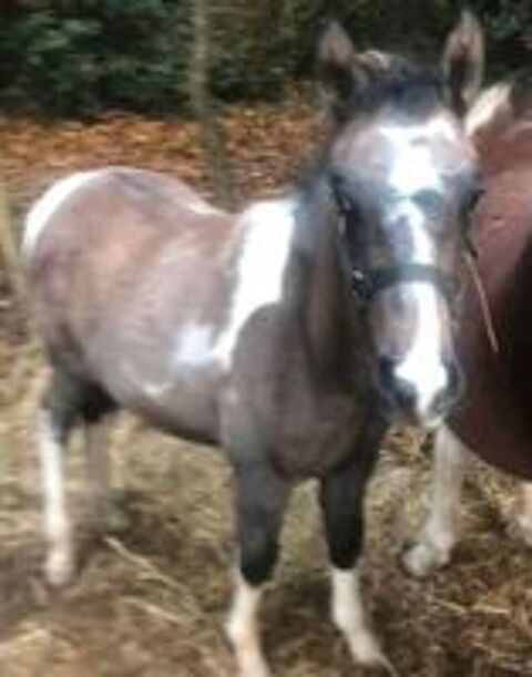   PEPITHO 
OC - PAINT HORSE APHA 
