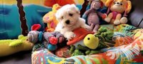   CHIOT BICHON MALTAIS (mâle) 