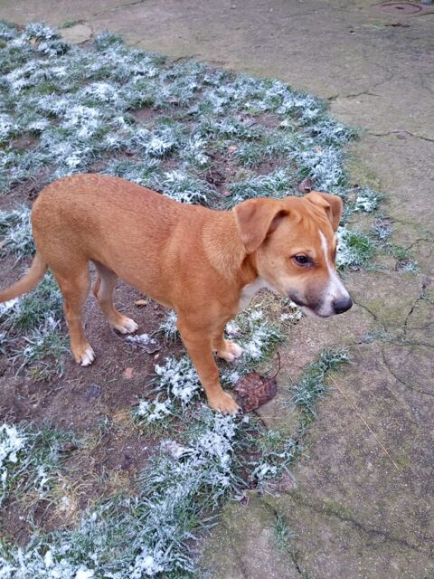 🐶Spooky, m&acirc;le crois&eacute; berger, n&eacute; le 15/06/2025 380 14000 Caen