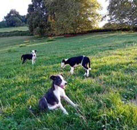  Chiots border collie x ratier 