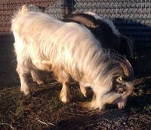   GALICTETE, beau bouc semi-nain  adopter via l'association UMA 