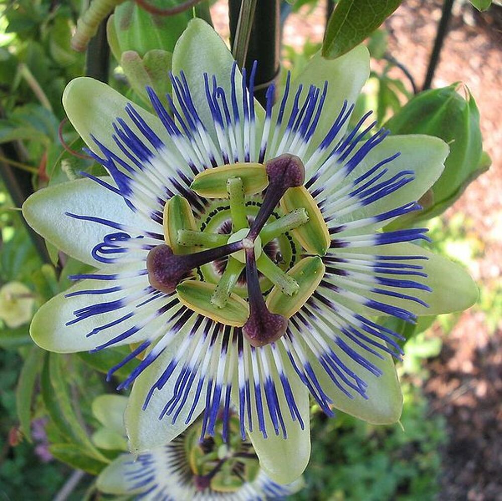 MAGNIFIQUE PASSIFLORE Jardin