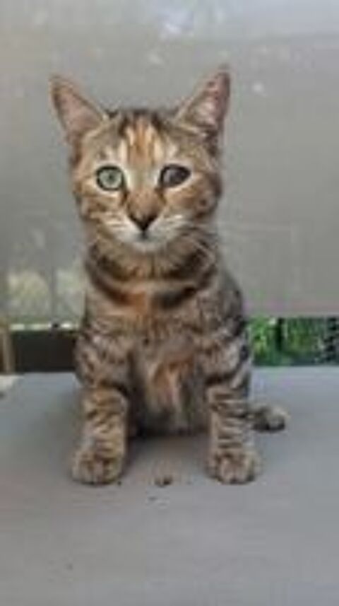   Chatons cherchent famille pour adoption responsable 