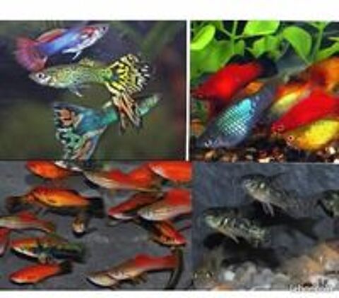   GUPPYS PLATYS MOLLY XYPHOS CREVETTES 