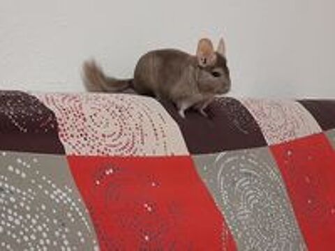   Chinchilla femelle  