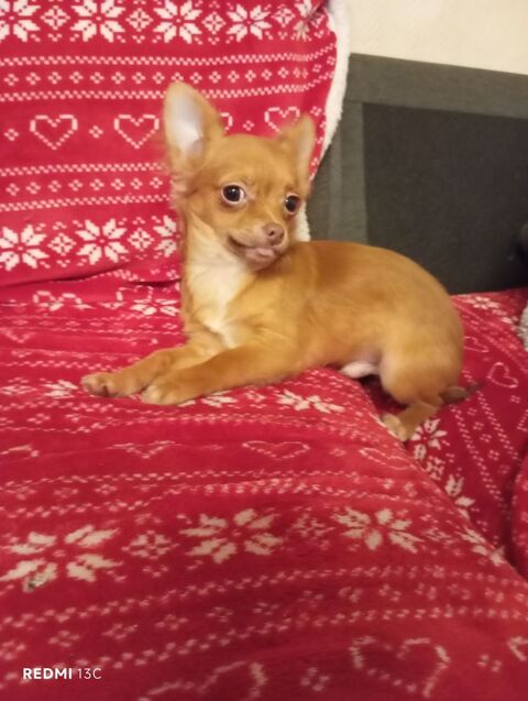 Disponibles, 2 chiots, mles chihuahua poil long 23140 Cressat