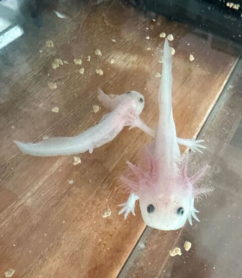 AXOLOTL 20 44550 Montoir-de-bretagne