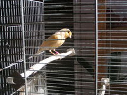   Couple de canaris couleur  