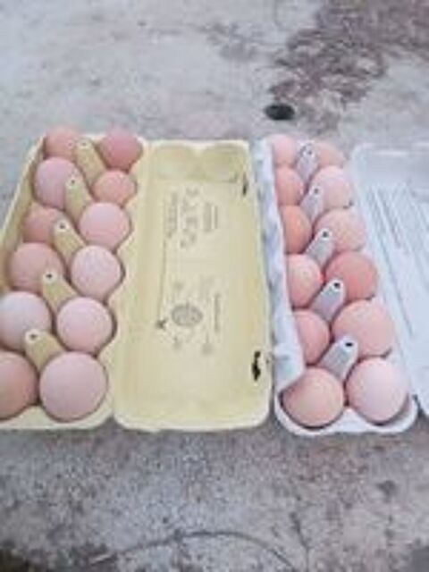   oeufs de poules  