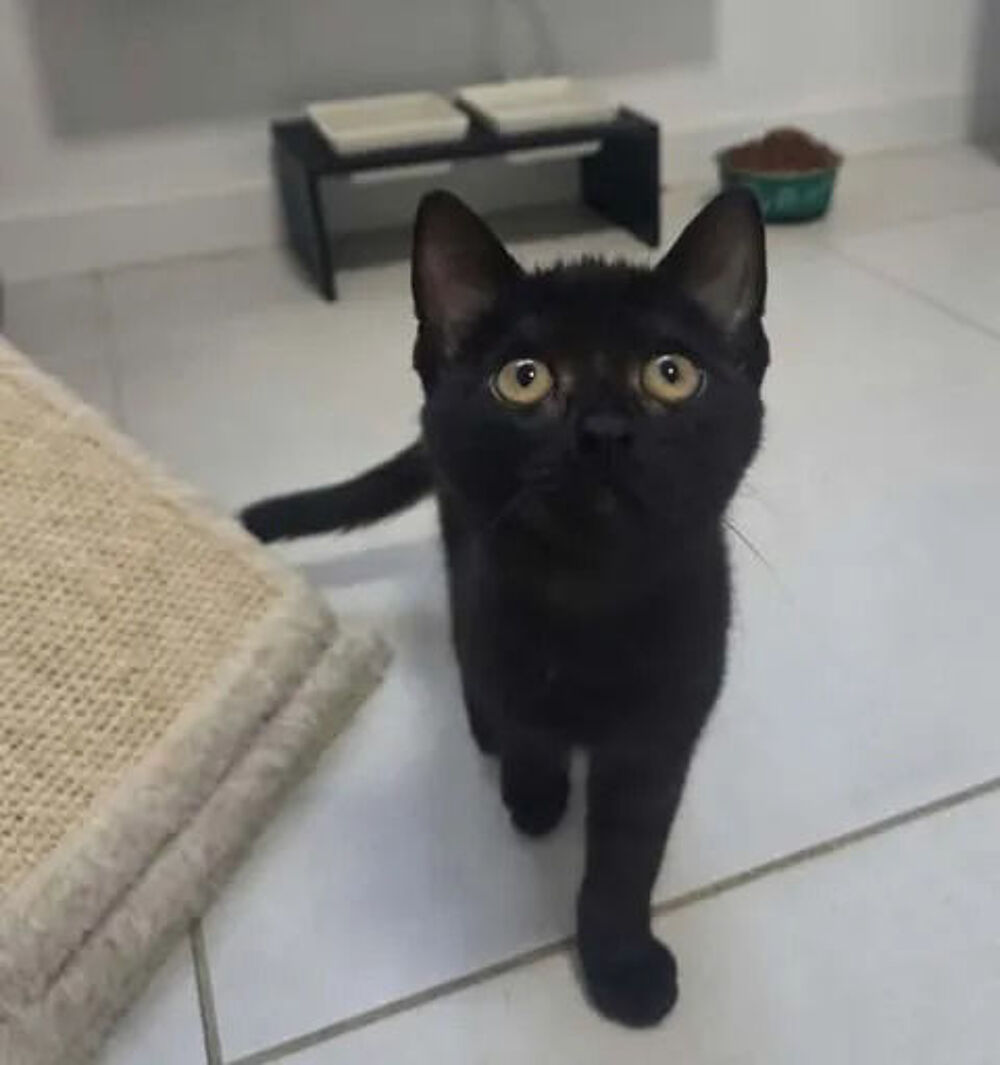   Bagherra chatonne 2 mois caline cherche adoptants 