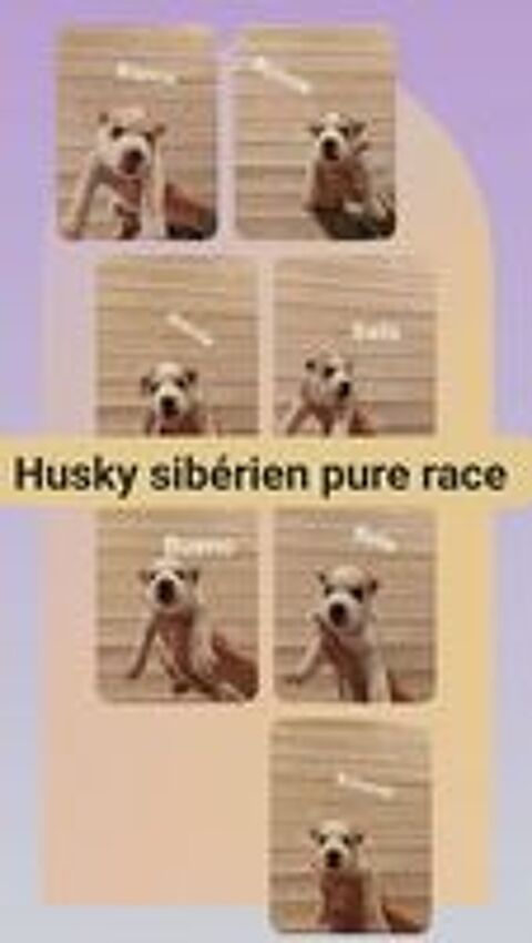   A réserver Husky sibérien pure race  