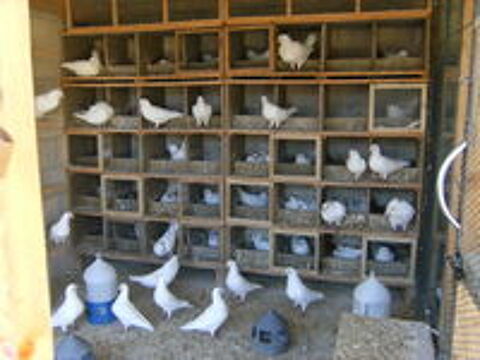   Pigeons reproducteurs hubbell blanc 