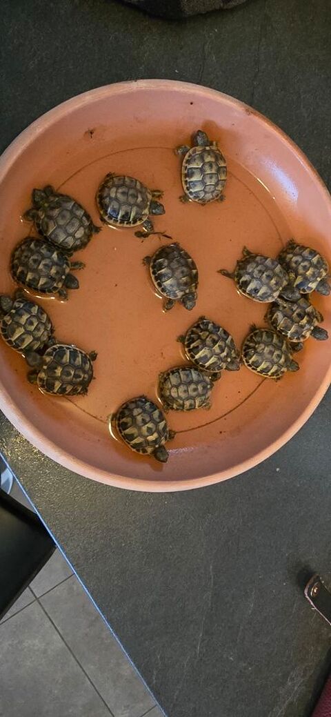 tortues 50 66530 Claira