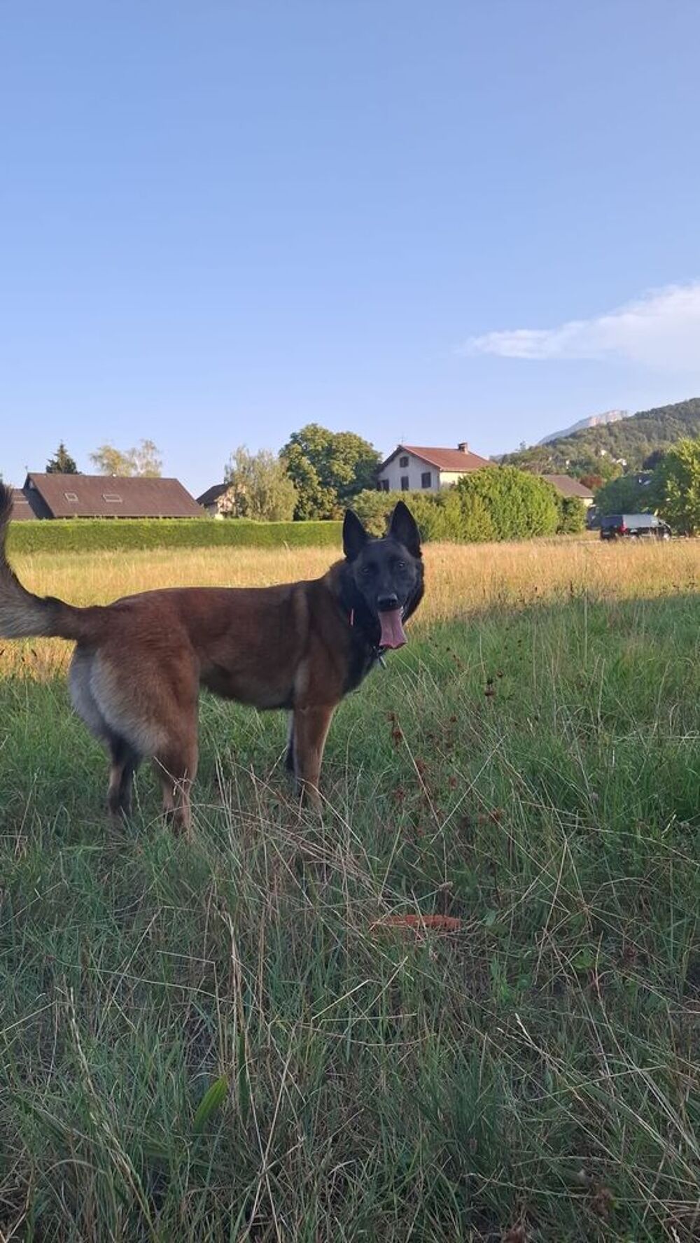   Garde chien 