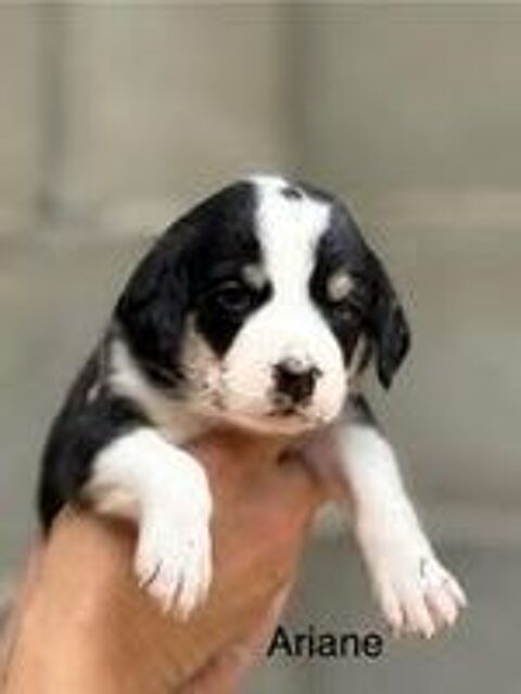   Chien ARIANE  la rservation 