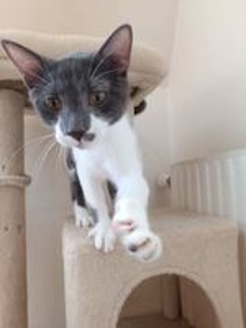   Chatons sauvetage  