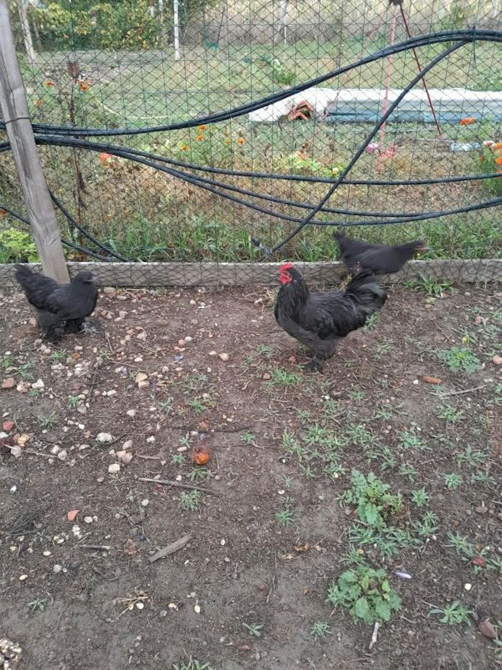   Coq nain et poules naines 