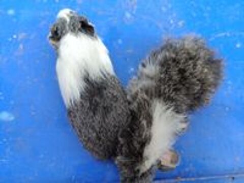   Rongeurs septembre 2024 