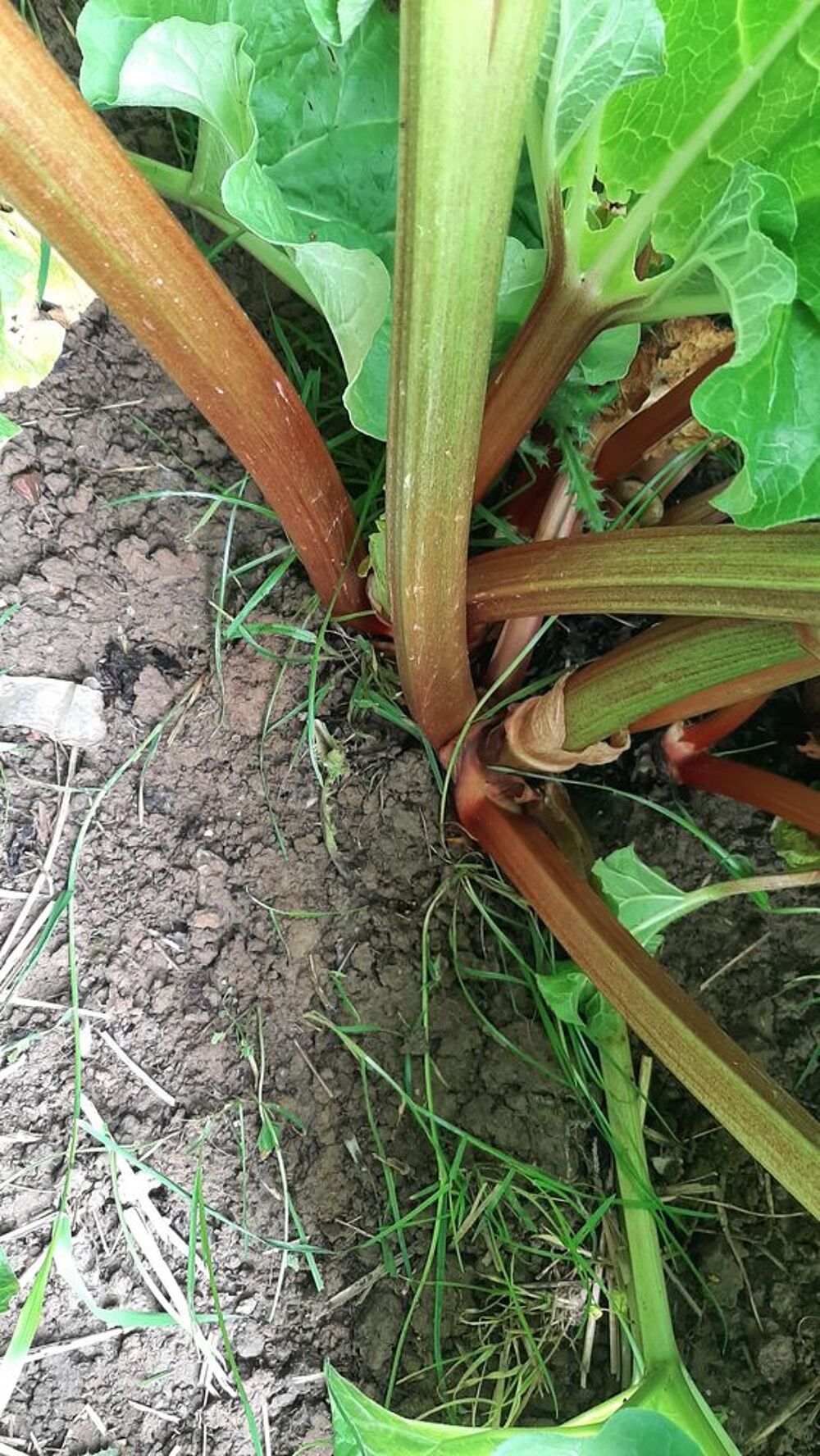 Rhubarbe du jardin Cuisine