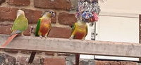   CONURES PYRRHURAS  