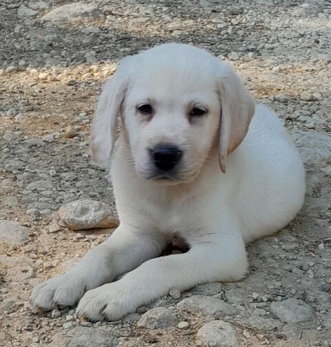 Chiots Labrador 990 46300 Gourdon