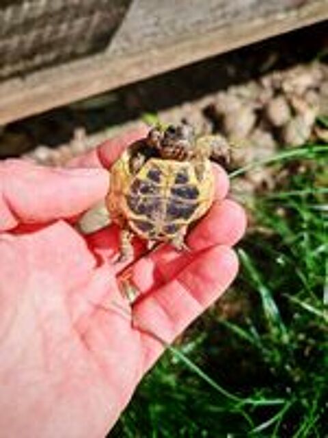   Tortue de terre juveniles 