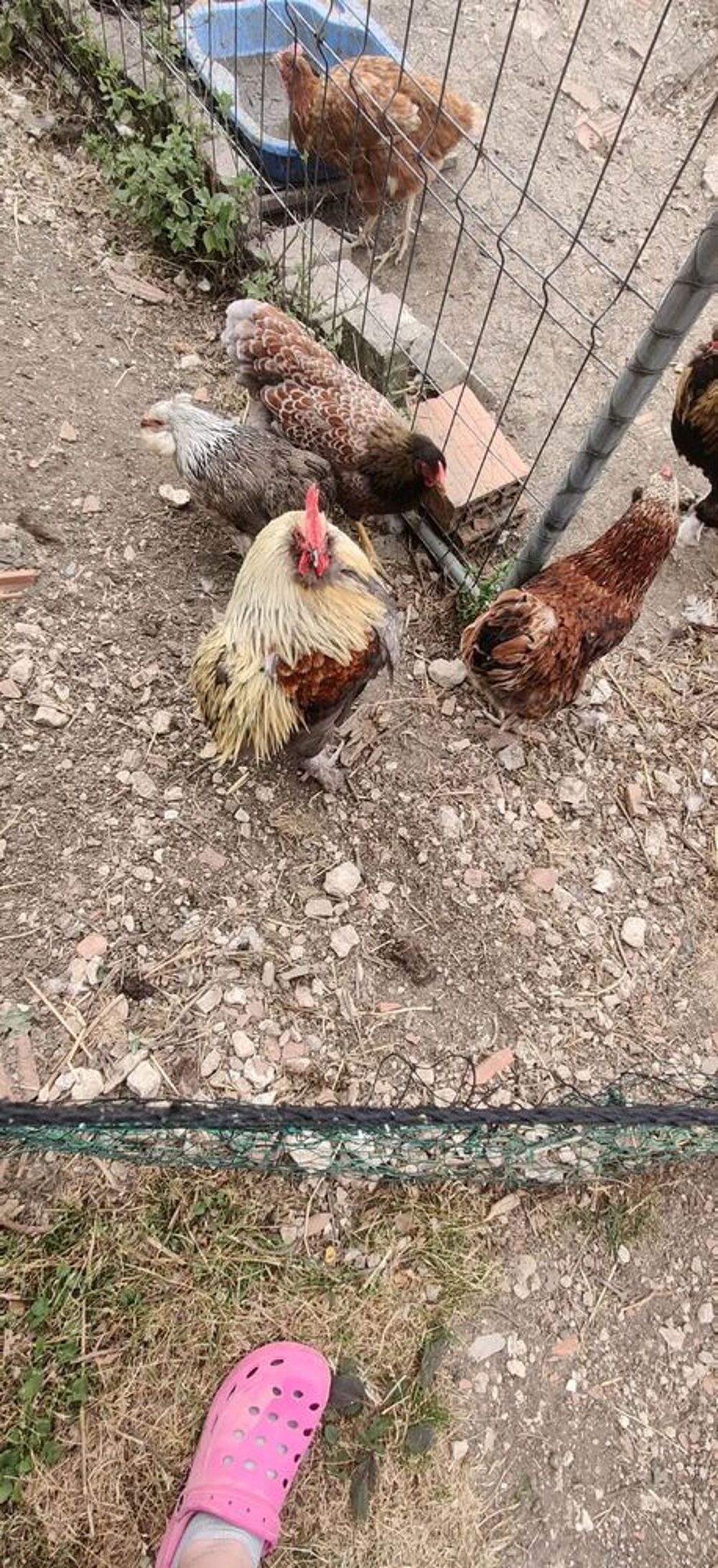   Couple coq et poule  