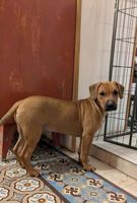   Goliath, le cr�ole ch'ti 