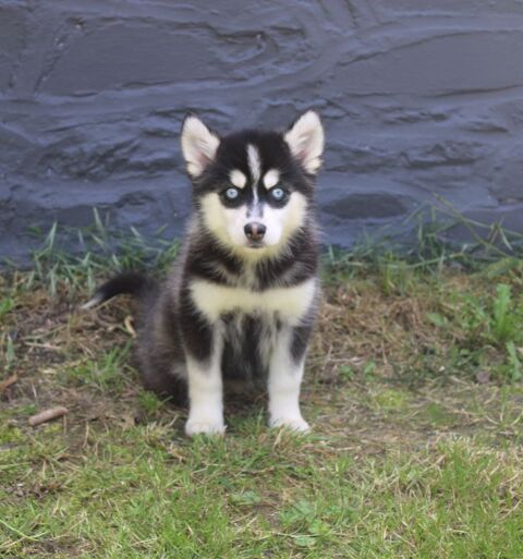 Chiots pomsky yeux bleus lign&eacute;e am&eacute;ricaine 0 75001 Paris